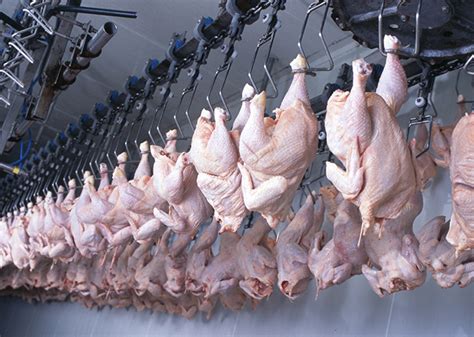 are chickens sent to china for processing